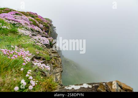 Fleurs d'épargne roses fleurissant sur les célèbres falaises de Moher, l'une des destinations touristiques les plus populaires en Irlande. Vue brumeuse d'attr Banque D'Images