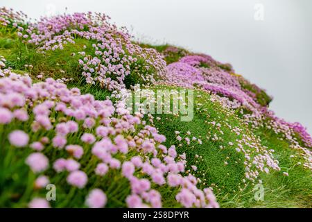 Fleurs d'épargne roses fleurissant sur les célèbres falaises de Moher, l'une des destinations touristiques les plus populaires en Irlande. Vue brumeuse d'attr Banque D'Images