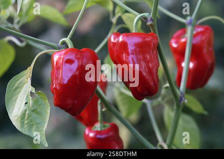 Piments rouges et feuilles vertes Banque D'Images