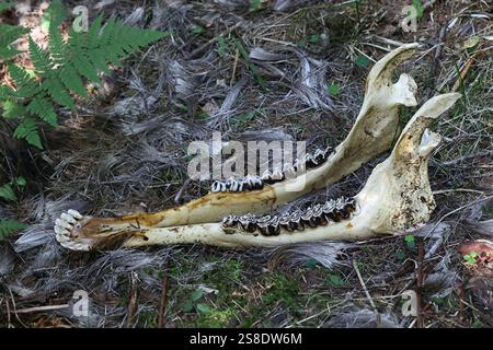 Dents et os mandibulaire d'un maxillaire d'orignal, anatomie dentaire d'herbivore Banque D'Images