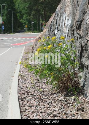 Tanacetum vulgare, aussi appelé Chrysanthemum vulgare, connu sous le nom de tanaisie commune, fleur urbaine sauvage de Finlande Banque D'Images