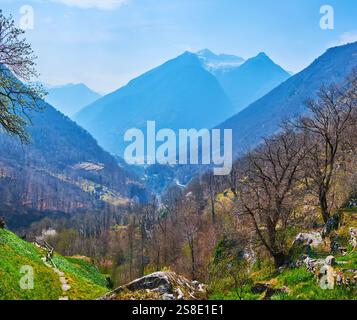 La forêt luxuriante sur les pentes alpines avec pelouse verte et de grands arbres contre le brumeux Monte Basodino, comme vu du point de vue à Brontallo, Val L. Banque D'Images
