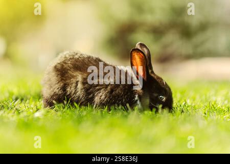 Un petit lapin noir est assis dans l'herbe verte par une journée ensoleillée, le lapin est gris. Un lapin nain mange de l'herbe sur une pelouse verte avec une ferme floue BA Banque D'Images