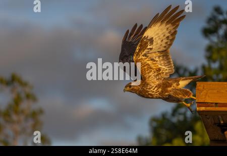 Un majestueux faucon décolle d'un perchoir en bois au coucher du soleil, présentant des ailes puissantes et un regard intense sous la lumière dorée du soleil. La scène reflète l'oiseau Banque D'Images