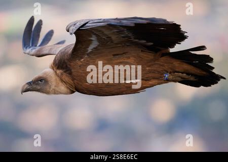 Gros plan d'un vautours griffon volant bas, montrant ses ailes impressionnantes et son regard pointu capturé au-dessus des vallées pittoresques d'Alicante, en Espagne, à stu Banque D'Images
