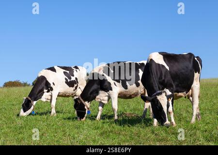 Trois vaches laitières Holstein Friesian noires et blanches, bétail paissant dans un pâturage vert sous un ciel bleu Banque D'Images