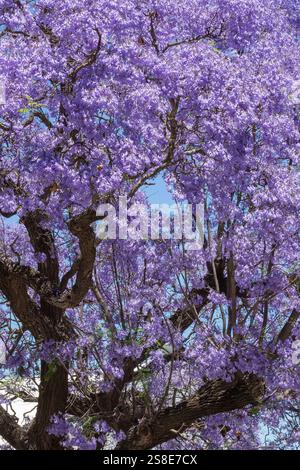 Jacaranda Tree (Jacaranda mimosifolia) en fleurs violettes en gros plan au printemps Banque D'Images
