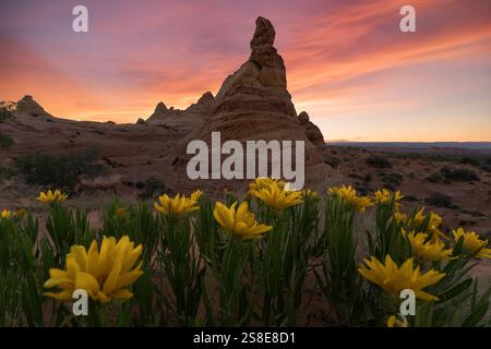 Coucher de soleil saisissant sur les formations rocheuses uniques de Coyote Buttes dans le Paria Canyon-Vermilion Cliffs Wilderness, Arizona, encadré par le jaune vif de Banque D'Images