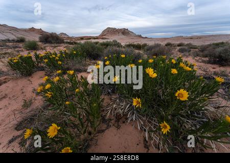 Les tournesols vibrants du désert se distinguent des formations rocheuses érodées de Coyote Buttes dans la nature sauvage de Paria Canyon-Vermilion Cliffs, en Arizona. Banque D'Images