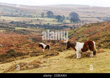 Poneys, Dartmoor, Royaume-Uni Banque D'Images