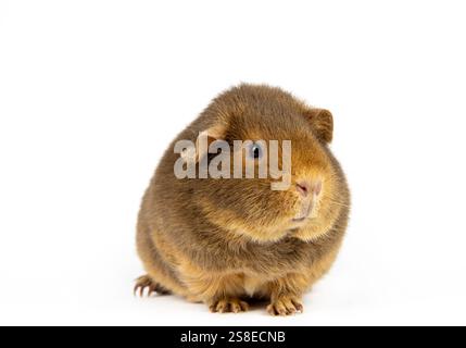 Le cobaye ou le cobaye domestique, Cavia porcellus connu sous le nom de cava ou cava domestique. Race appelée Teddy, animal brun flou mignon sur blanc. Banque D'Images