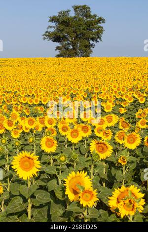 Champ de tournesols jaunes colorés - Helianthus - dans un champ agricole à l'aube avec des têtes de fleurs face à la caméra Banque D'Images