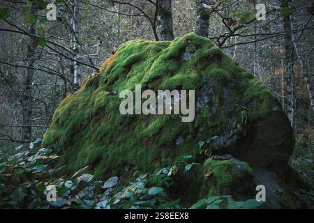 Un grand rocher de pierre naturelle couvert de mousse au milieu d'une forêt brumeuse Banque D'Images