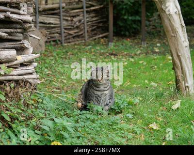 Un tom rayé gris avec des yeux jaune-vert regarde directement dans l'appareil photo. Son comportement décontracté en fait un motif populaire pour les amoureux des chats. Banque D'Images