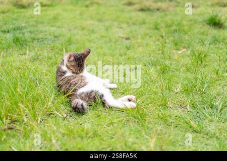 Un chat détendu se prélassant sur l'herbe verte, se toilettant lui-même. Le chat a un mélange de fourrure brune et blanche, avec un comportement calme, entouré d'un outdoo naturel Banque D'Images