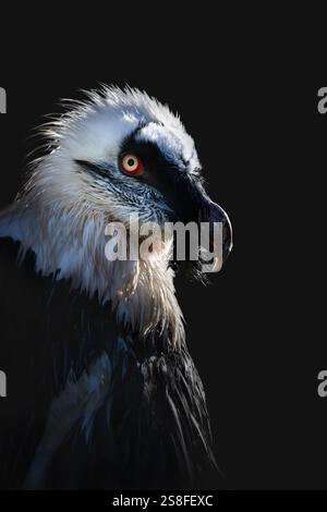 Portrait en gros plan d'un vautours barbu (Gypaetus barbatus) dans l'obscurité, fond noir mat, ambiance sombre, espace de copie, vertical Banque D'Images