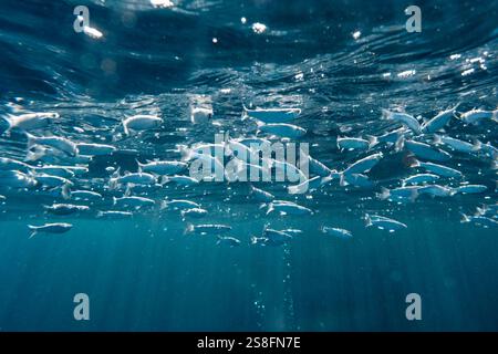 Une scène sous-marine vibrante capturant une école dense de mulets gris à tête plate, Mugil Cephalus, nageant gracieusement dans les eaux bleues transparentes au large de l'île Banque D'Images