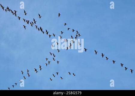 grand troupeau d'oies de brent volant en formation de v dans le ciel bleu au-dessus de dublin république d'irlande Banque D'Images