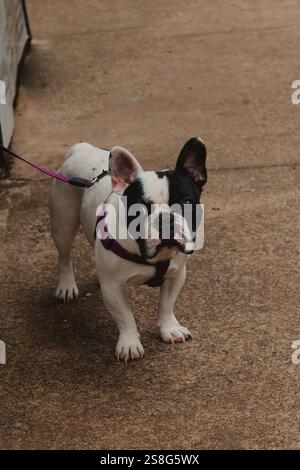 profil de bouledogue français noir et blanc Banque D'Images