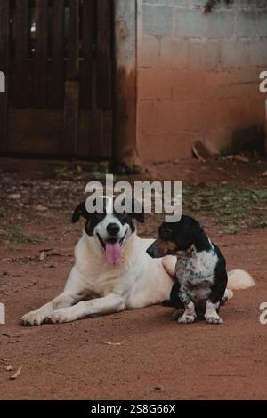 deux chiens mignons posant ensemble Banque D'Images