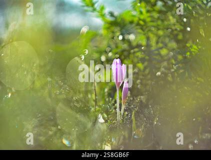 Un beau Colchicum automnal, communément appelé crocus d'automne Banque D'Images