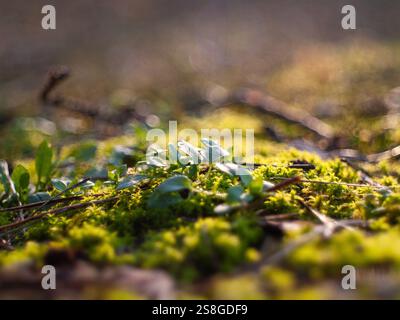 Une tache de mousse pousse sur le sol. La mousse est verte et il pousse dans une petite zone Banque D'Images