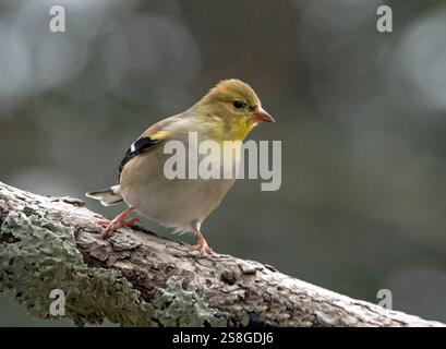 Gros plan d'un goldfinch américain en plumage d'hiver perché sur une branche d'arbre avec fond vert. Banque D'Images