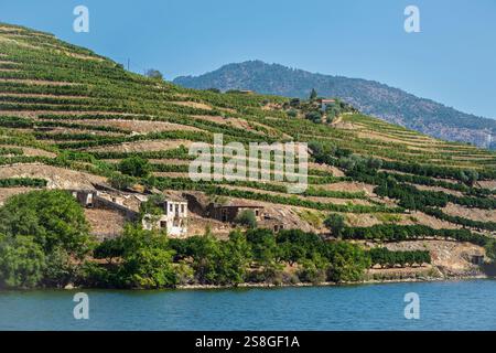 Vignobles le long du fleuve Douro, Portugal. Banque D'Images