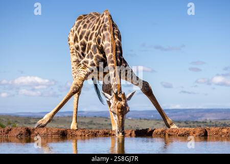 Un mâle africain girafe du Cap se plie pour boire dans un point d'eau en Afrique du Sud. Une journée chaude et ensoleillée dans la réserve de Shamwari Game. Banque D'Images