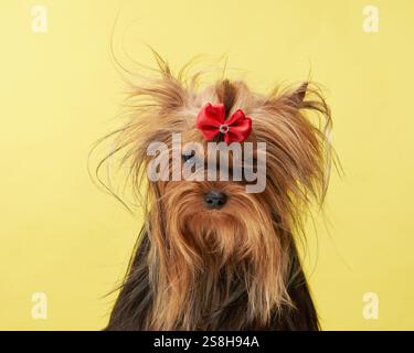 Un Shih Tzu orné d'un noeud de cheveux rouges pose sur un fond jaune vif, l'air adorable. Sa fourrure soyeuse et son expression ludique attirent l'attention Banque D'Images