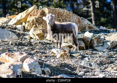 Une chèvre est debout sur une colline rocheuse. La chèvre regarde la caméra. La scène est paisible et sereine Banque D'Images
