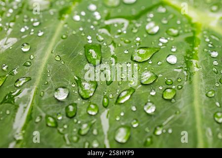 Vue rapprochée des gouttes de pluie sur feuille tropicale verte, fond naturel Banque D'Images