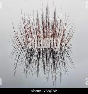 Roseaux sur l'eau avec réflexion Banque D'Images