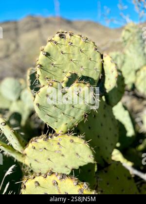 Cactus Prickly Pear en forme de cœur dans le désert de l'Arizona Banque D'Images