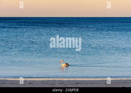 Australian Pelican pagaie doucement dans les eaux calmes de Geographe Bay au coucher du soleil, Busselton, Australie occidentale, Australie Banque D'Images