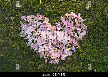 Forme de coeur faite de fleurs roses Tabebuia rosea sur l'herbe Banque D'Images