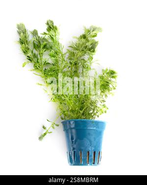 plante pour aquarium devant un fond blanc Banque D'Images
