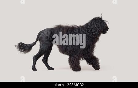 Belle vue de profil de marche de Cao de Agua, concept de races de chiens Banque D'Images