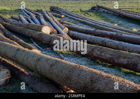 Une collection de bûches de bois fraîchement coupées couchées sur un champ, mettant en valeur le travail forestier naturel par un matin frais avec des lueurs de gel et de soleil. Banque D'Images