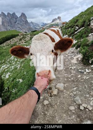 Main humaine atteignant la vache alpine blanche et brune, Dolomites italiennes, montagnes en arrière-plan, champs verts luxuriants, vache curieuse Banque D'Images