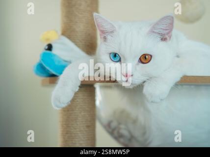 Le portrait de chat blanc avec des yeux différents dans le café de chat. Chat avec 2 yeux de couleur différente (yeux hétéroromatiques) — Angora turc. C'est un chat avec Banque D'Images