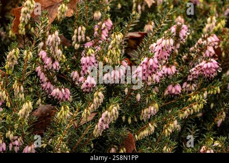 Naturel gros plan portrait de plante fleurie de la jolie Erica x Darleyensis 'Archie Graham'. attirant l'attention, belle, florissante, rougissante, audacieuse, Banque D'Images
