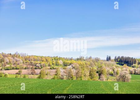 Arbres fleuris une journée de printemps ensoleillée sur une pente à un champ verdoyant Banque D'Images