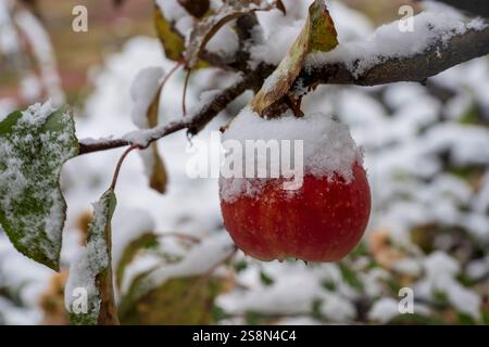 Pomme rouge fraîche accrochée à une branche d'arbre couverte de la première neige à la fin de l'automne, gros plan. Pommier couvert de neige dans les premiers gelées dans le gard Banque D'Images