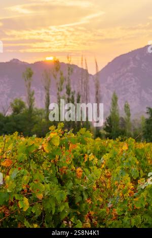 Vue lever du soleil sur les vignobles et les montagnes, près de Demir Kapija, Macédoine du Nord Banque D'Images