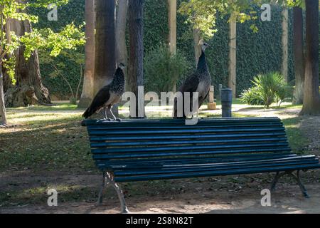 Parc public vert avec de grands arbres, beaucoup d'ombre, paons colorés oiseaux dans l'une des plus anciennes villes d'Europe, Séville, Andalousie, Espagne, conception de jardin Banque D'Images