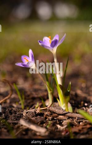 Floraison de crocus violets au printemps par une journée ensoleillée Banque D'Images