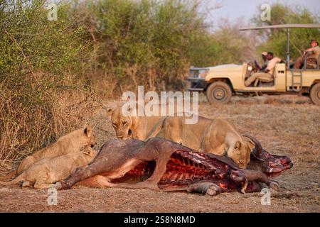 Touristes dans une voiture de safari regardant une fierté de lionne (Panthera leo) à Buffalo Kill, South Luangwa National Park, Mfuwe, Zambie, Afrique Banque D'Images