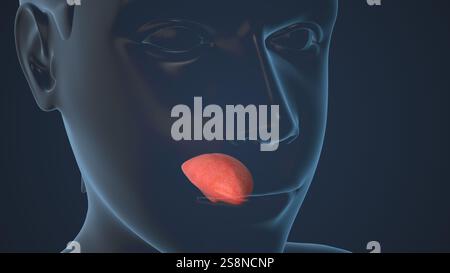 Conception médicale de l'anatomie de la langue humaine Banque D'Images