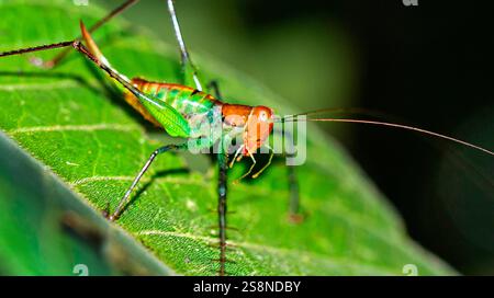 Grasshopper tropical, forêt tropicale humide, parc national de Marino Ballena, Uvita de Osa, Puntarenas, Costa Rica, Amérique centrale Banque D'Images